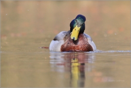<p>KACHNA DIVOKÁ (Anas platyrhynchos) /Mallard - Stockente/</p>